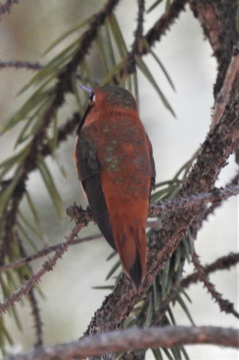 Rufous Hummingbird - ML357536711