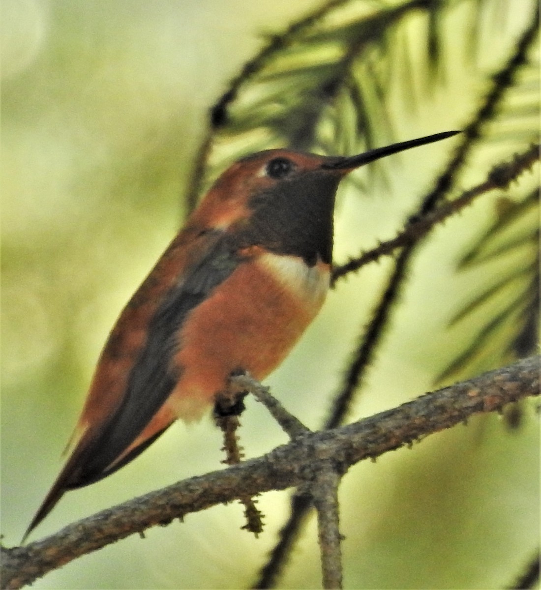 Rufous Hummingbird - ML357536731