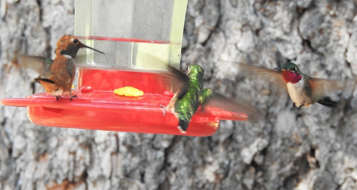 Broad-tailed Hummingbird - ML357536771