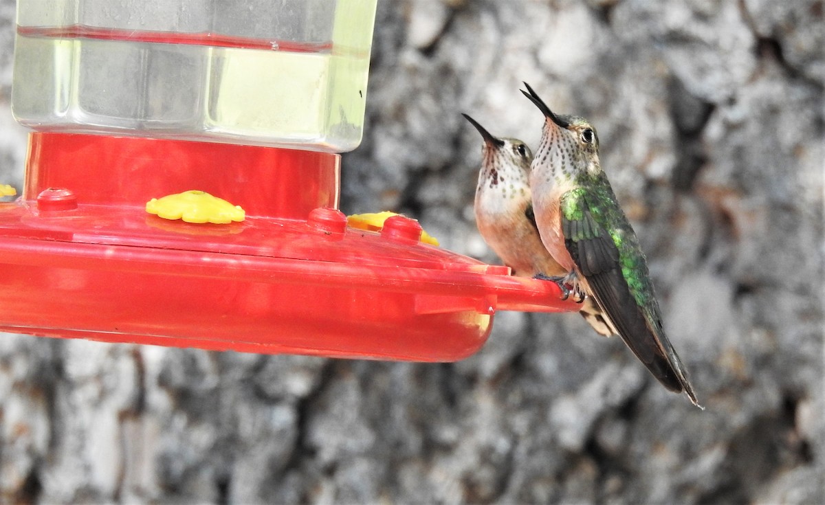 Calliope Hummingbird - ML357536791