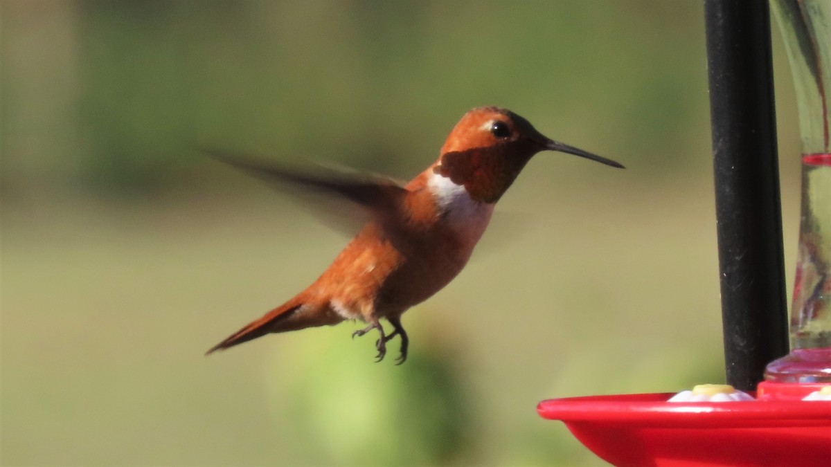 Rufous Hummingbird - ML357536951