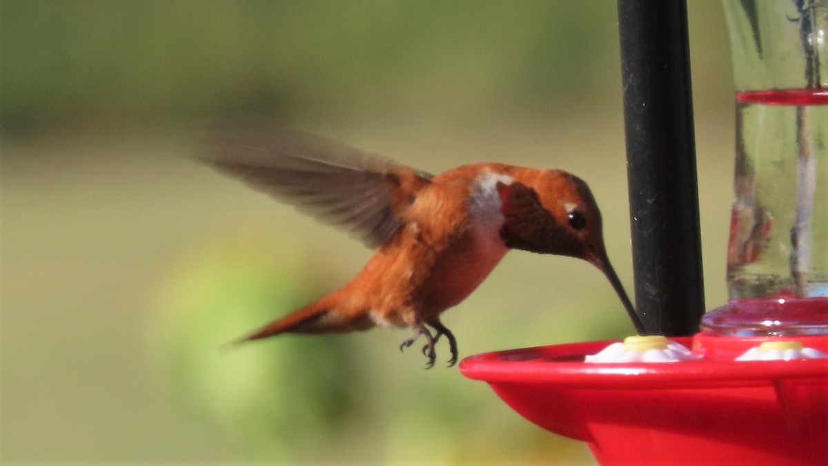Rufous Hummingbird - ML357536961