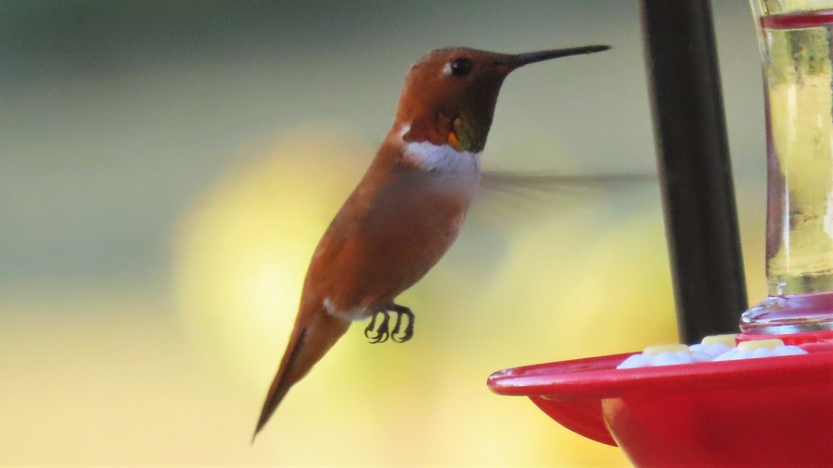 Rufous Hummingbird - ML357536981
