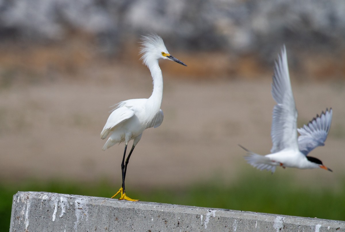 Snowy Egret - ML357538261