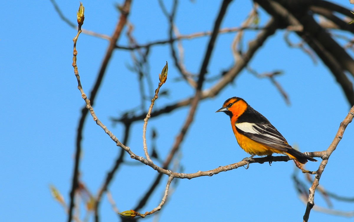 Bullock's Oriole - ML35753861