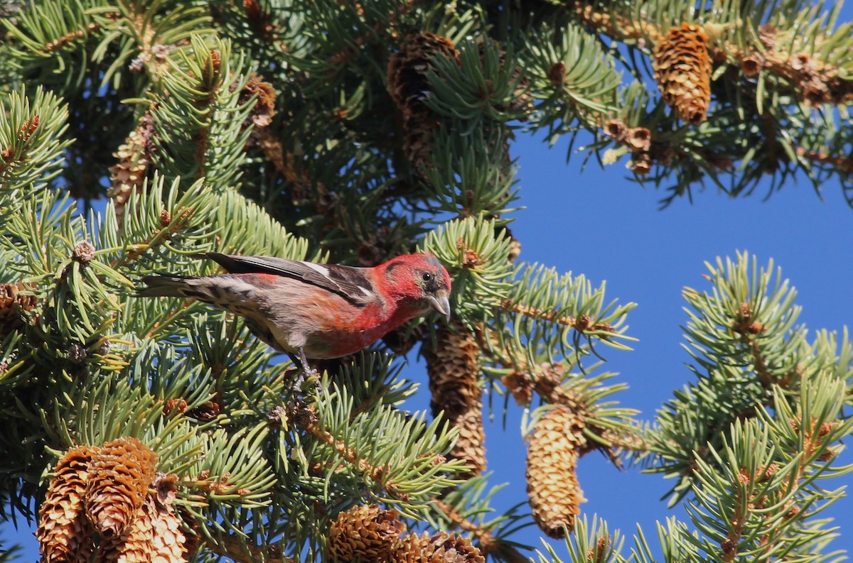 White-winged Crossbill - ML35753881