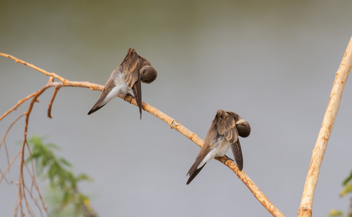 Hirondelle à ailes hérissées - ML357539071