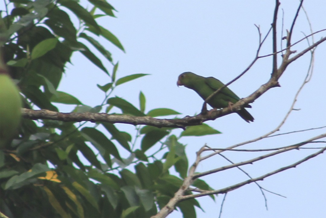 Cobalt-winged Parakeet - ML357539221