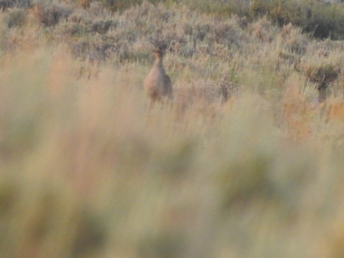 grouse sp. - ML357539261