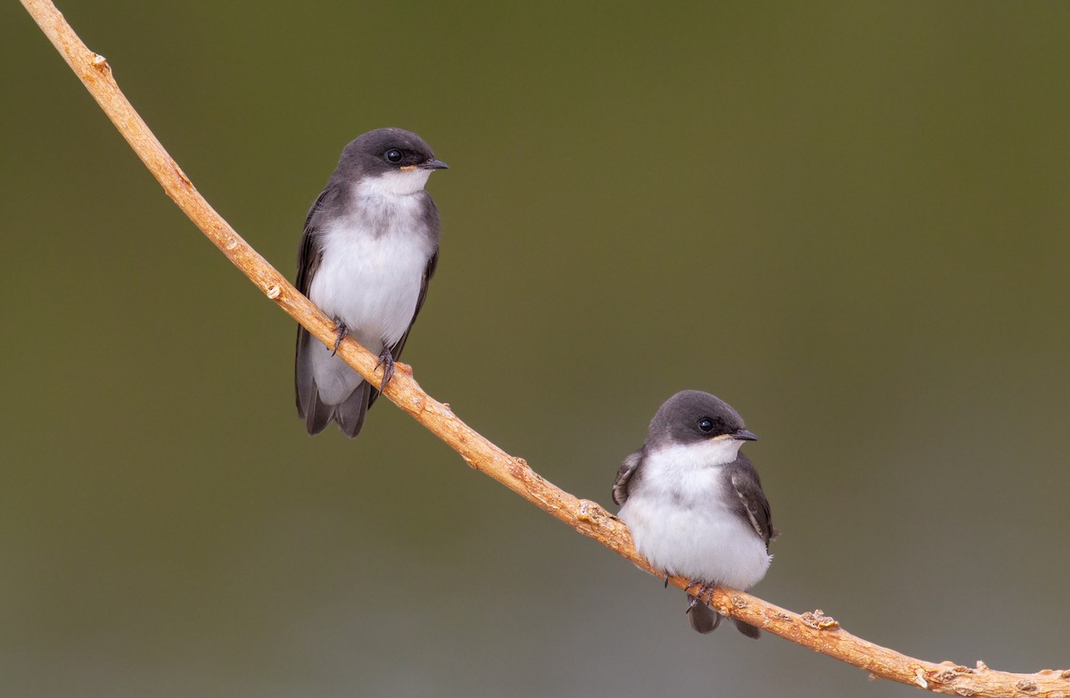 Golondrina Bicolor - ML357539351