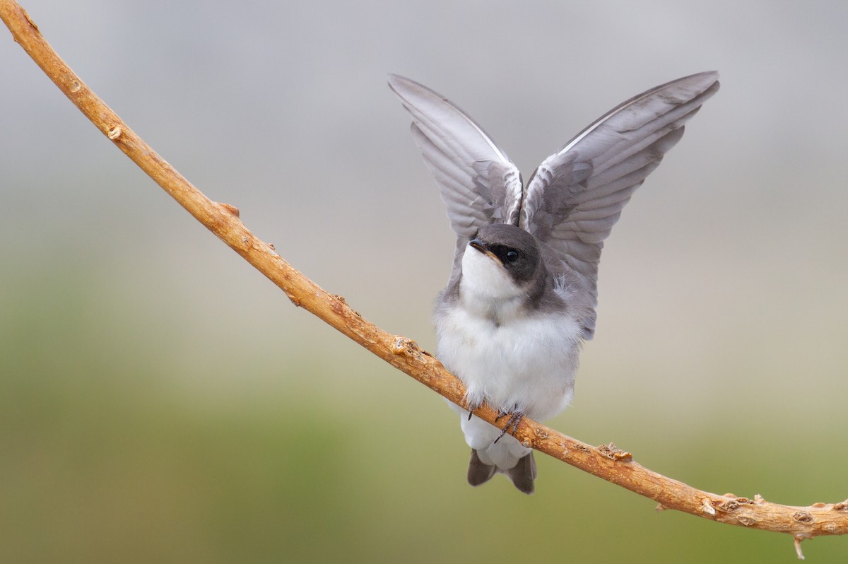 Tree Swallow - ML357539371