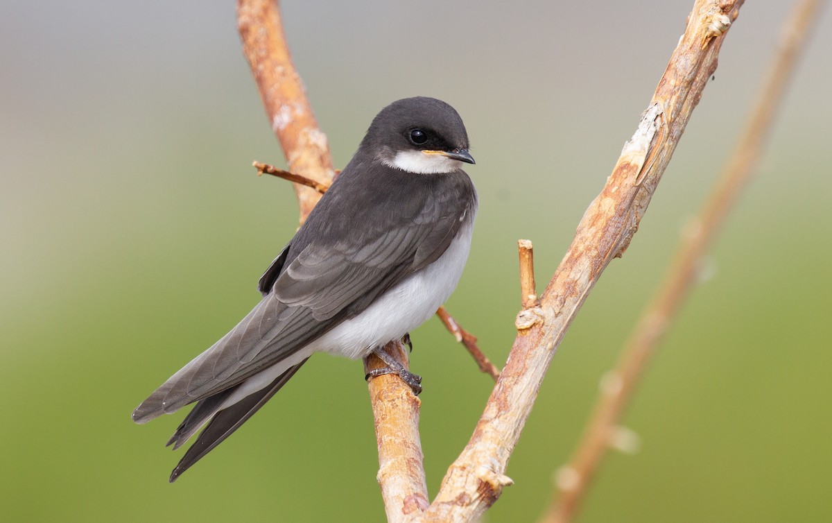 Tree Swallow - ML357539381