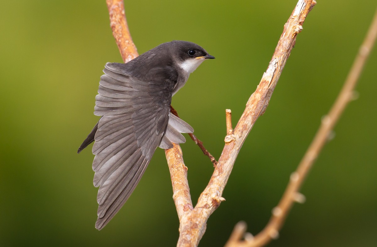 Golondrina Bicolor - ML357539461