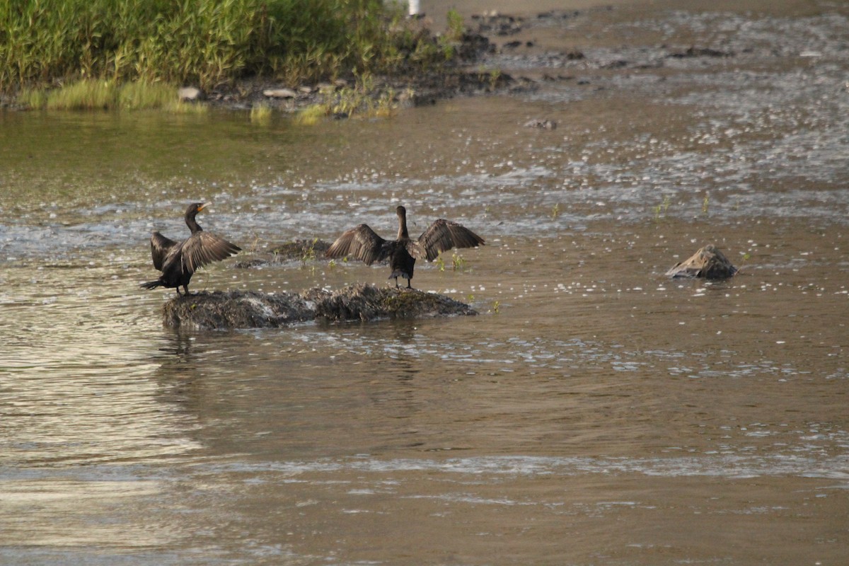 Cormoran à aigrettes - ML357539731