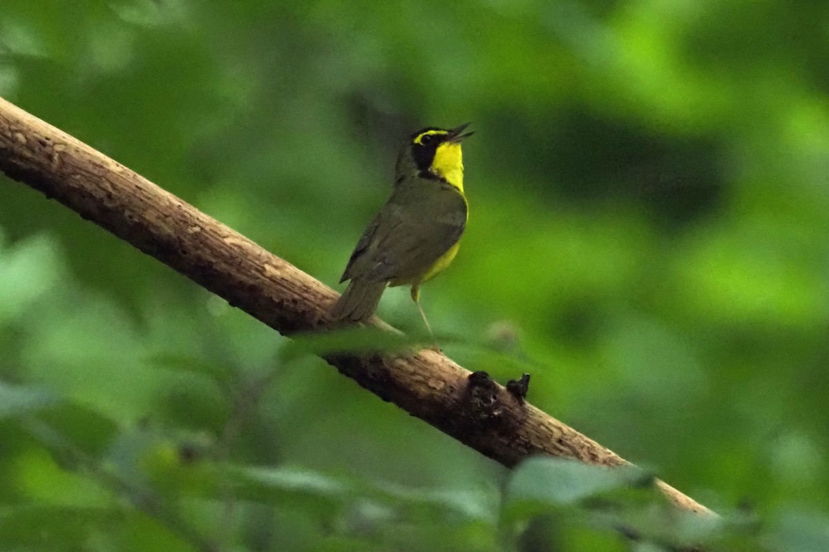 Kentucky Warbler - ML357540531