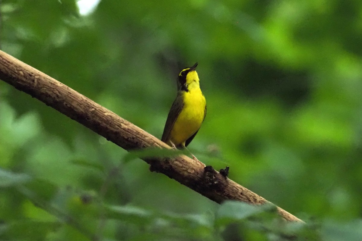 Kentucky Warbler - ML357540541