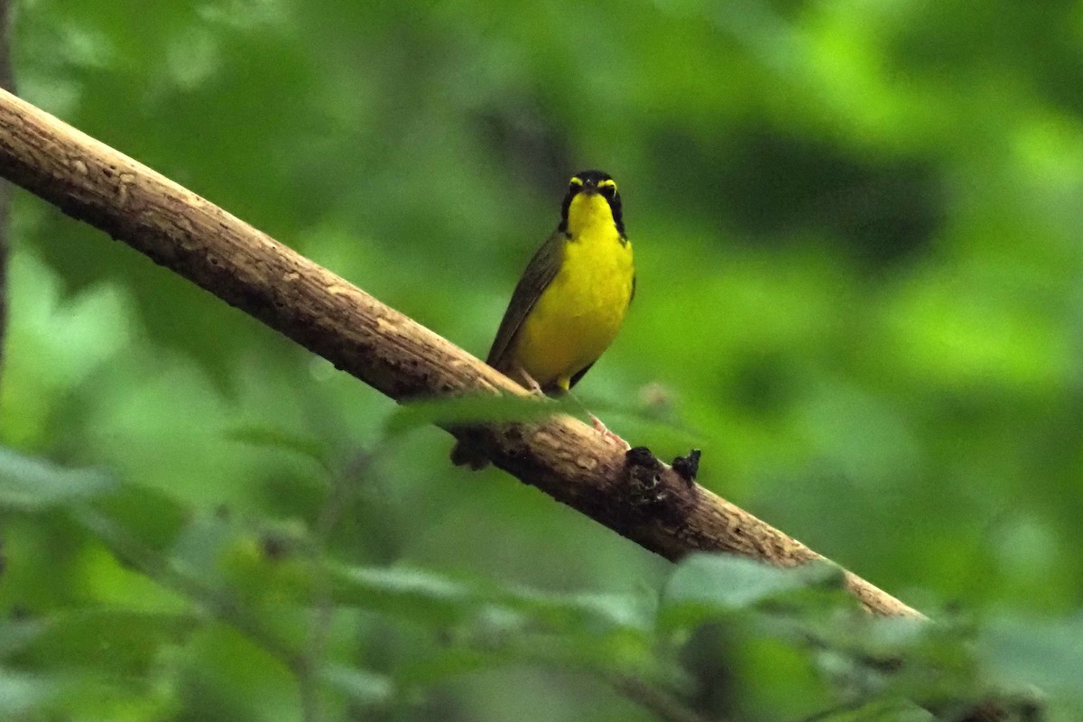 Kentucky Warbler - ML357540581