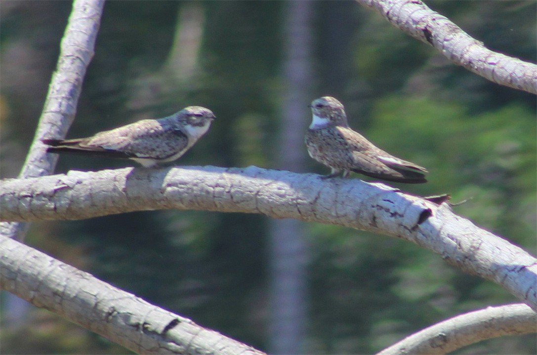 Sand-colored Nighthawk - ML357542261