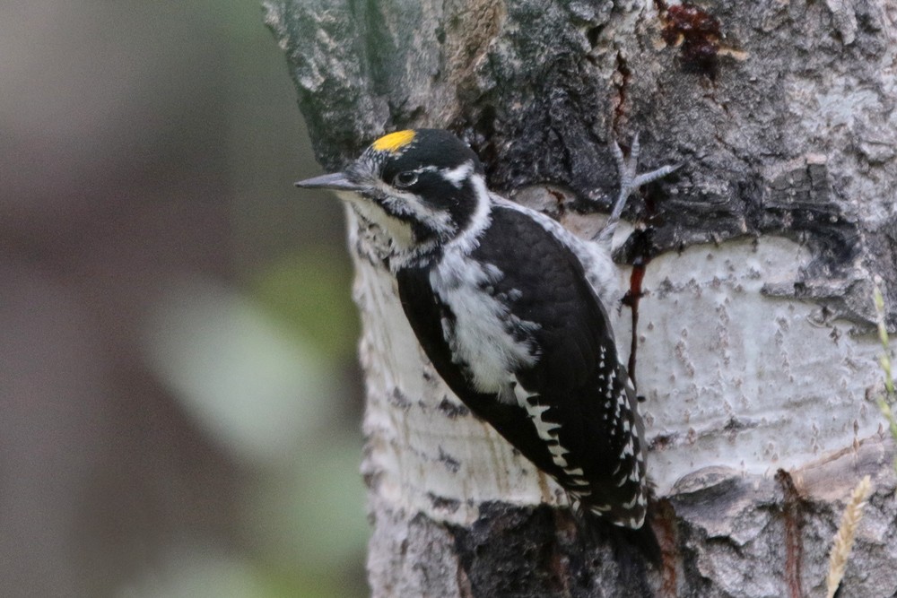 American Three-toed Woodpecker - ML357542361