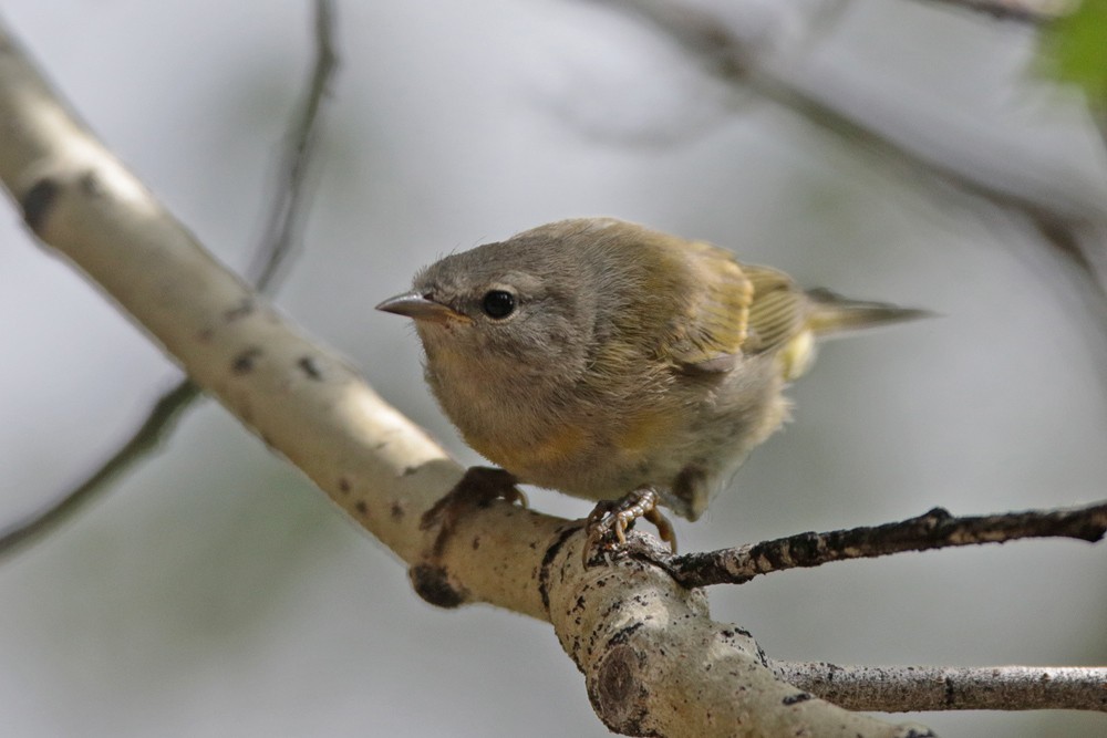 Orange-crowned Warbler - ML357542411