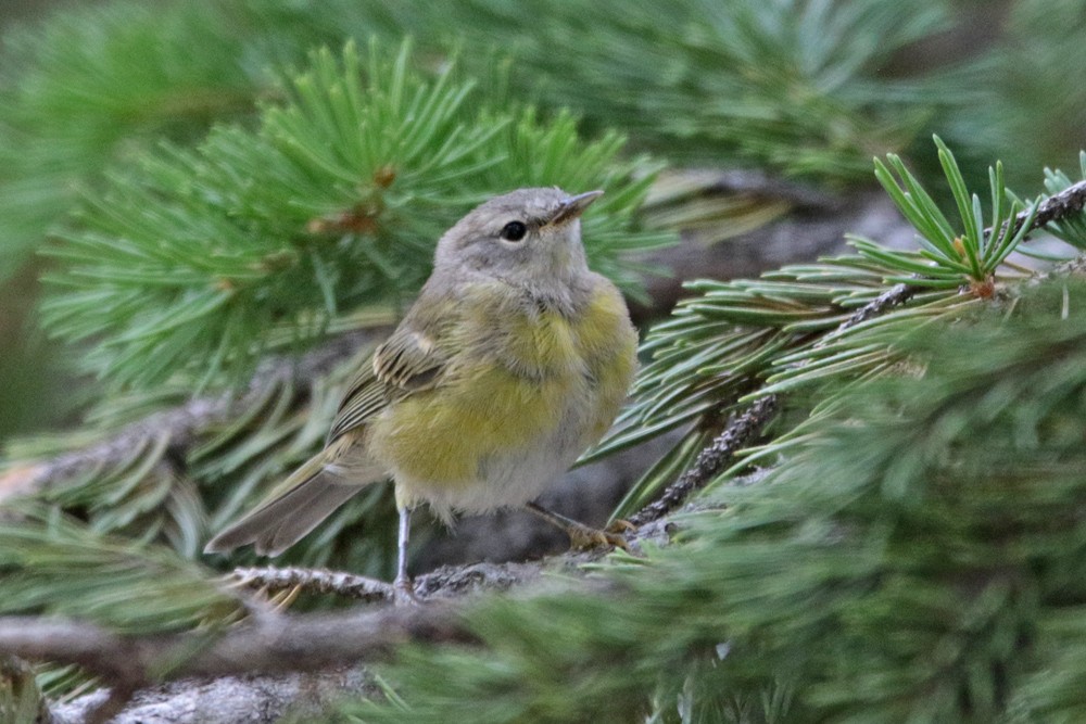 Orange-crowned Warbler - Margaret Sloan