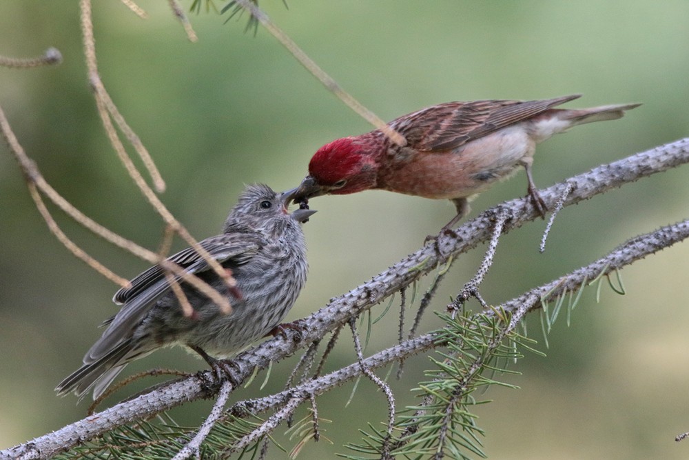 Cassin's Finch - ML357542501