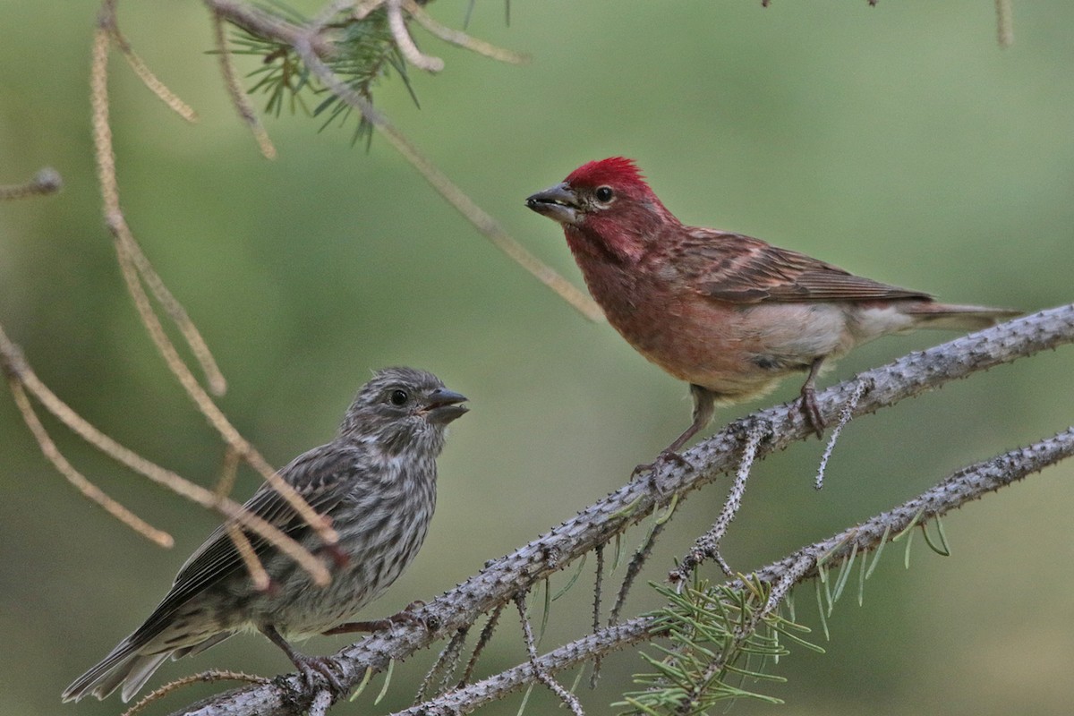 Cassin's Finch - ML357542521