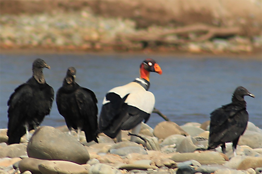 King Vulture - ML357542921