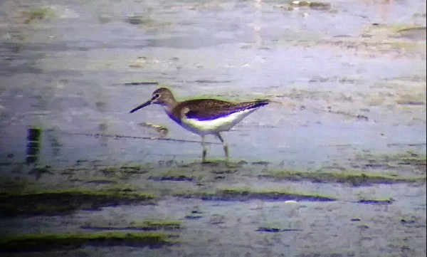 Solitary Sandpiper - Kristin Purdy