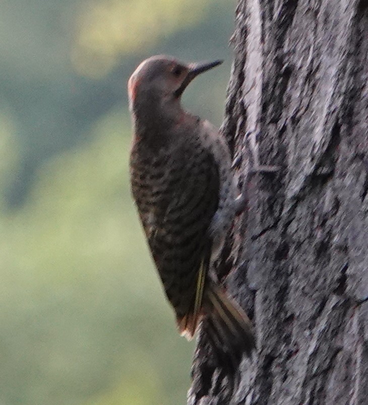 Northern Flicker - ML357543391