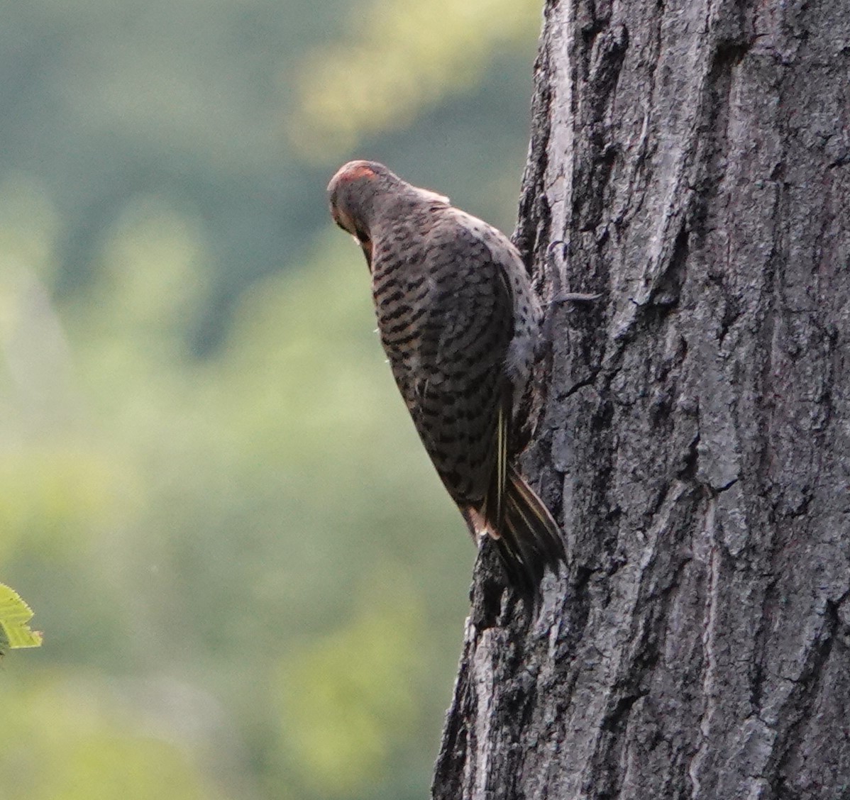 Northern Flicker - ML357543411