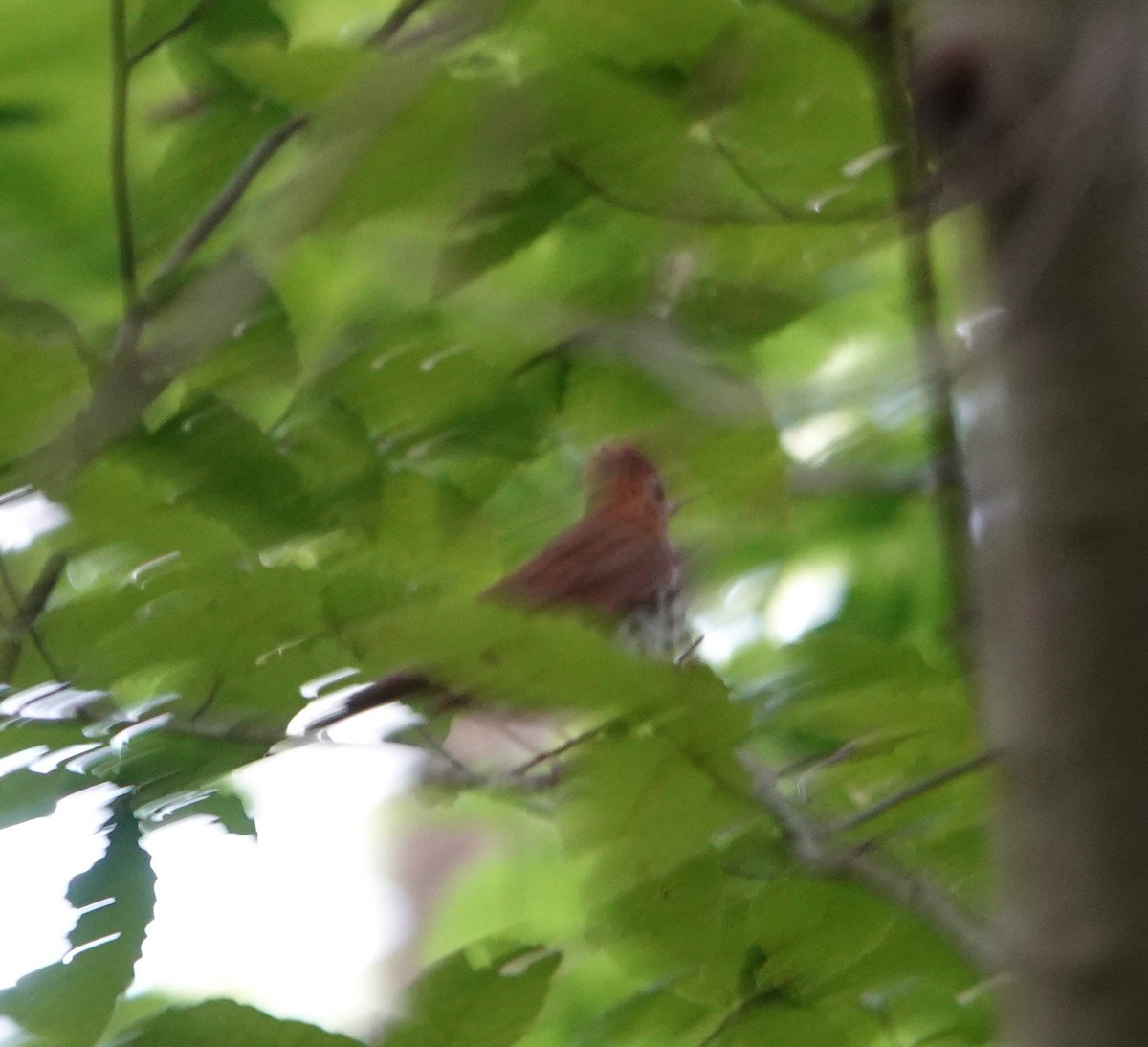 Wood Thrush - ML357543491