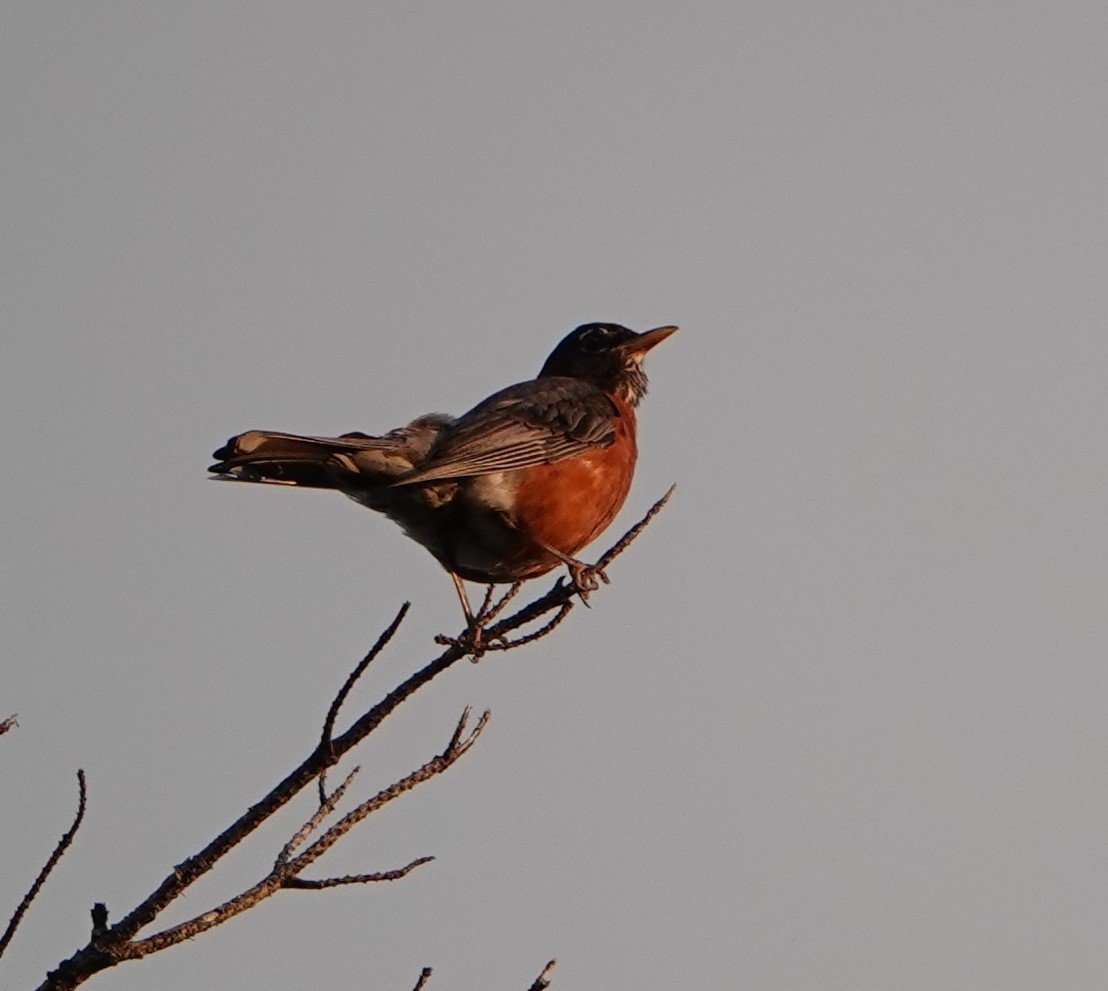 American Robin - ML357543591