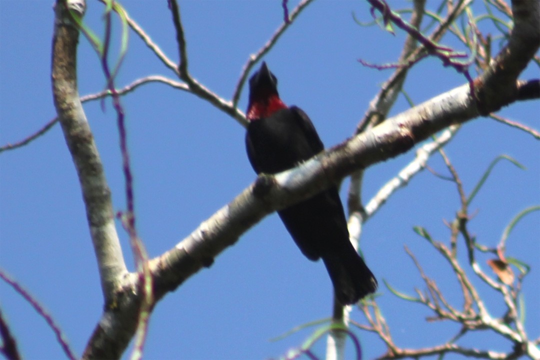 Purple-throated Fruitcrow - Diego Caiafa