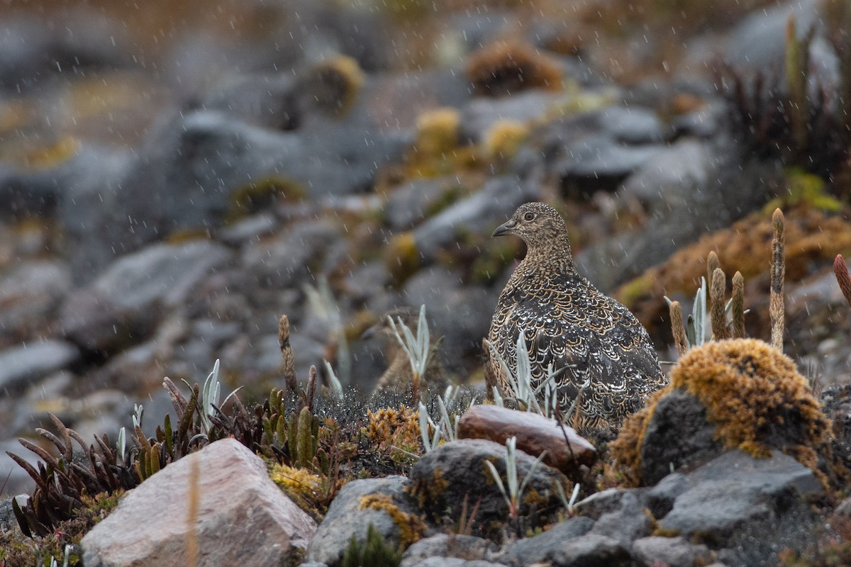 Rufous-bellied Seedsnipe - Eduardo Obando