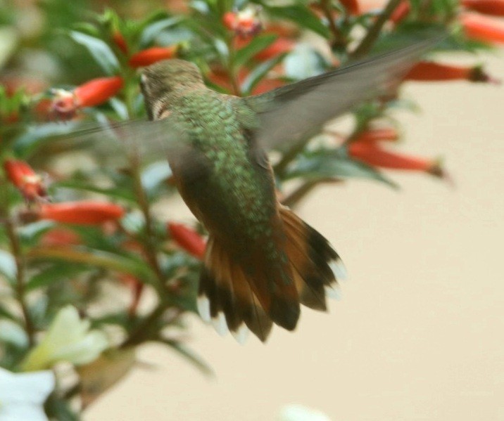 Rufous Hummingbird - ML357543981