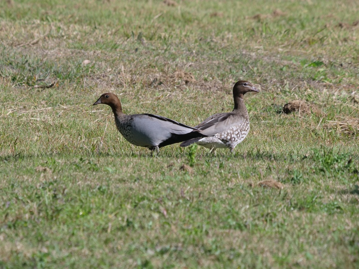 Canard à crinière - ML357544321