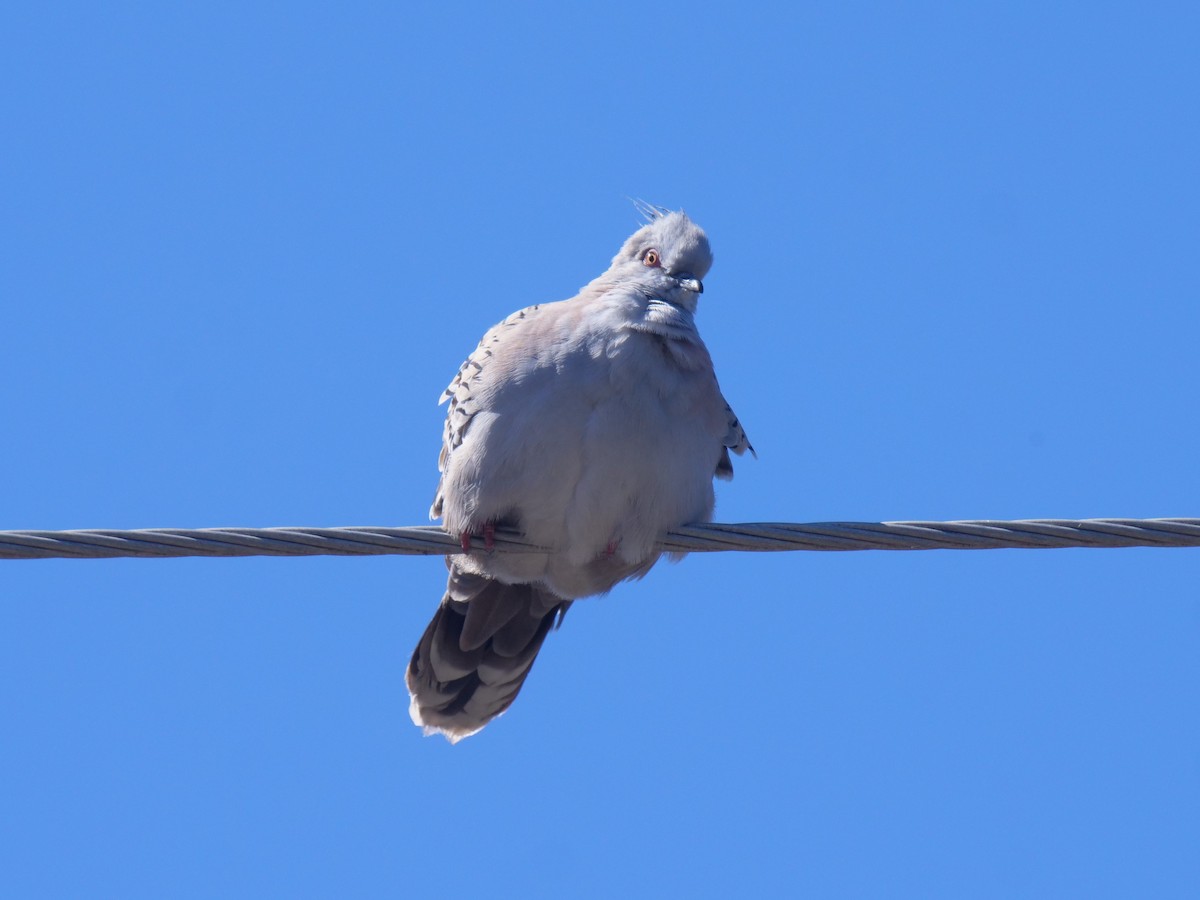 Crested Pigeon - Frank Coman