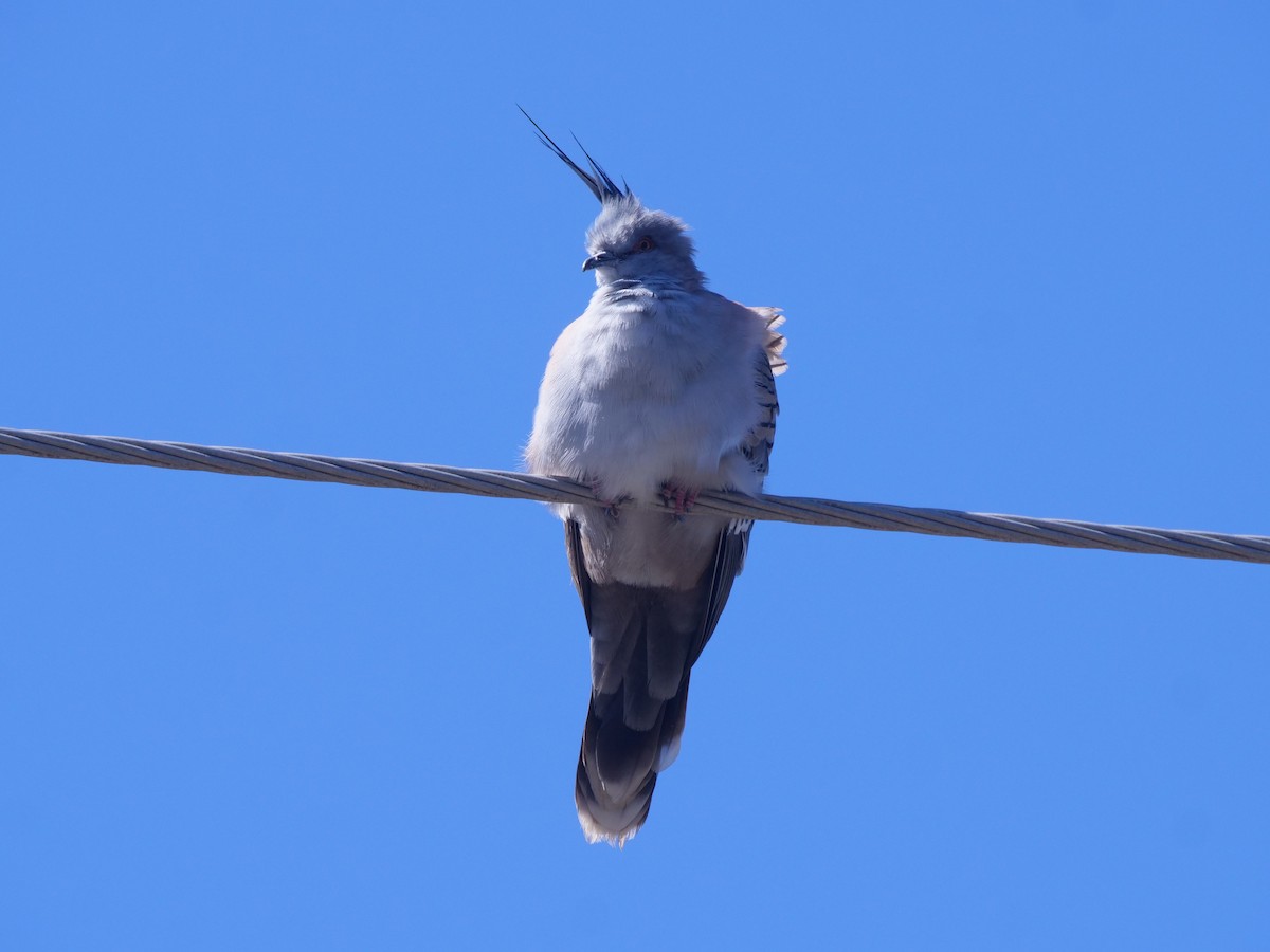 Crested Pigeon - ML357544741