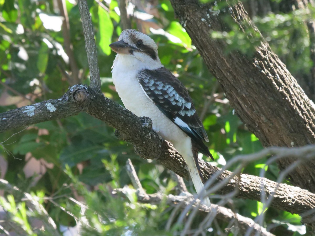 Laughing Kookaburra - Frank Coman