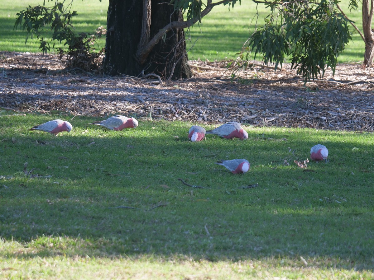 Cacatúa Galah - ML357544921