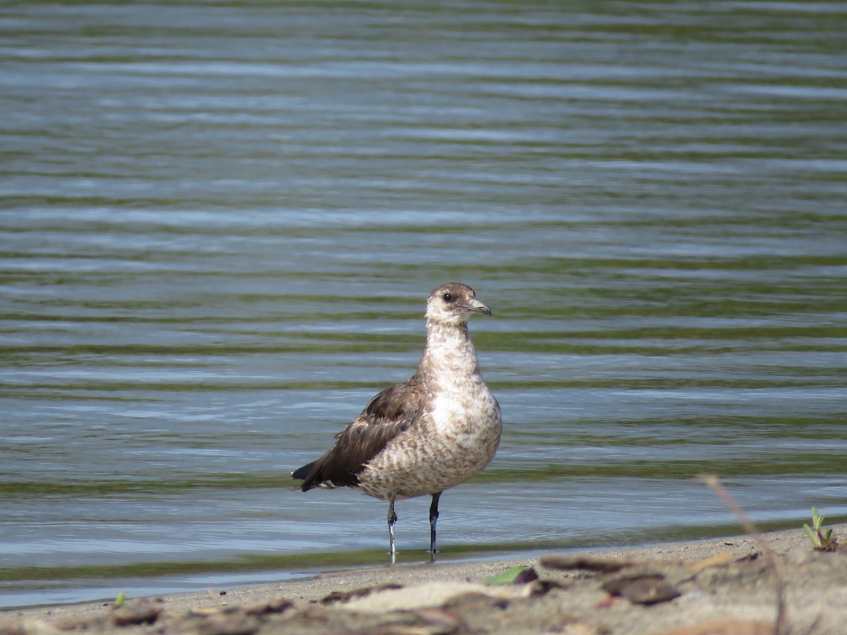 Parasitic Jaeger - ML357547901