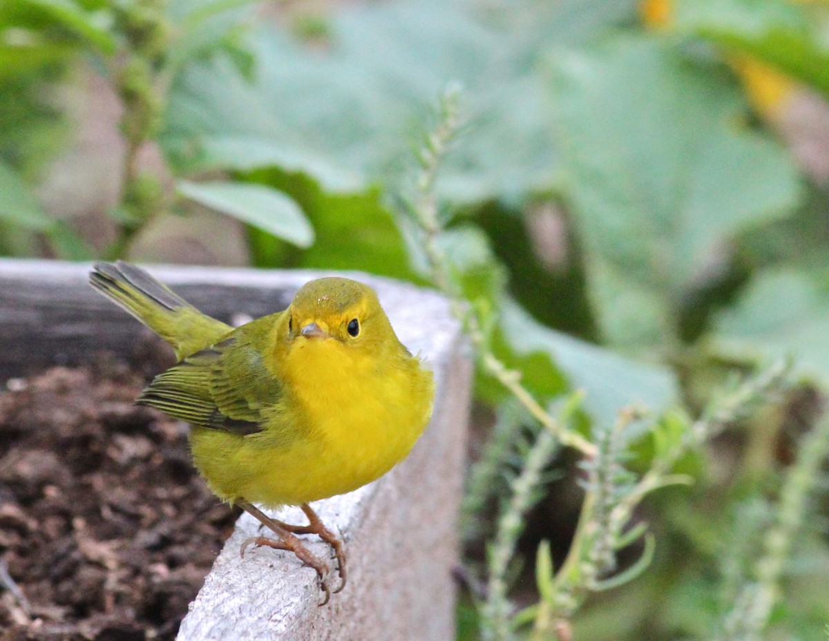 Wilson's Warbler - ML35754871