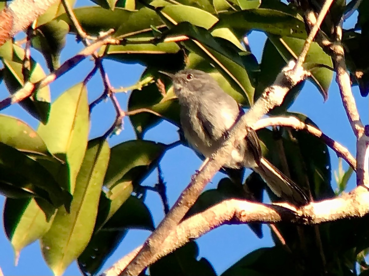 Inambari Gnatcatcher - Bruno Rennó