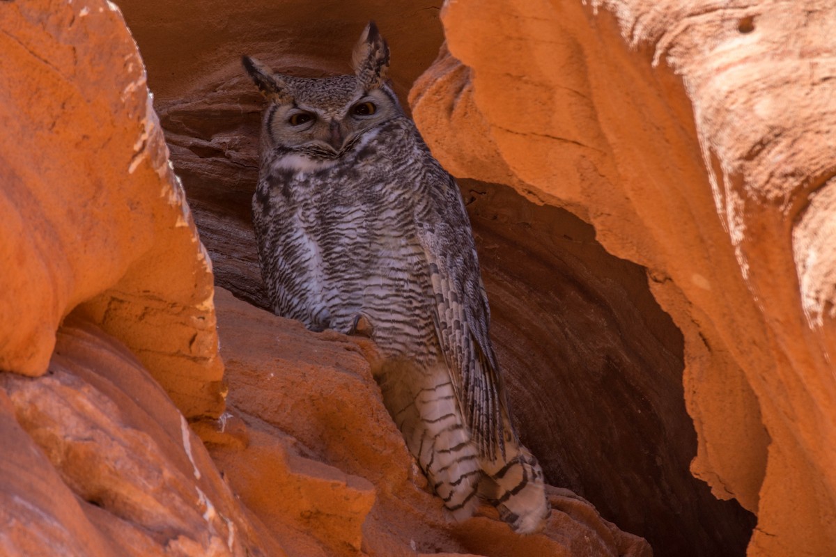 Great Horned Owl - ML357549741