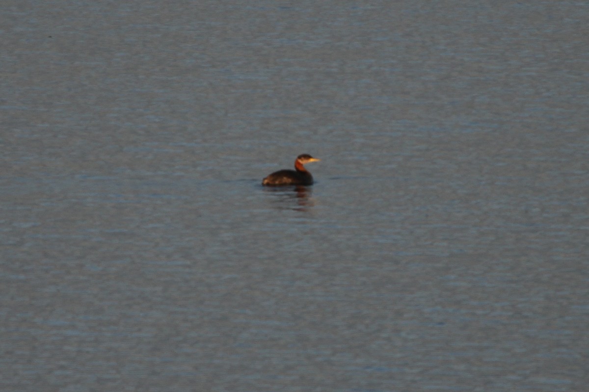 Red-necked Grebe - ML35755061