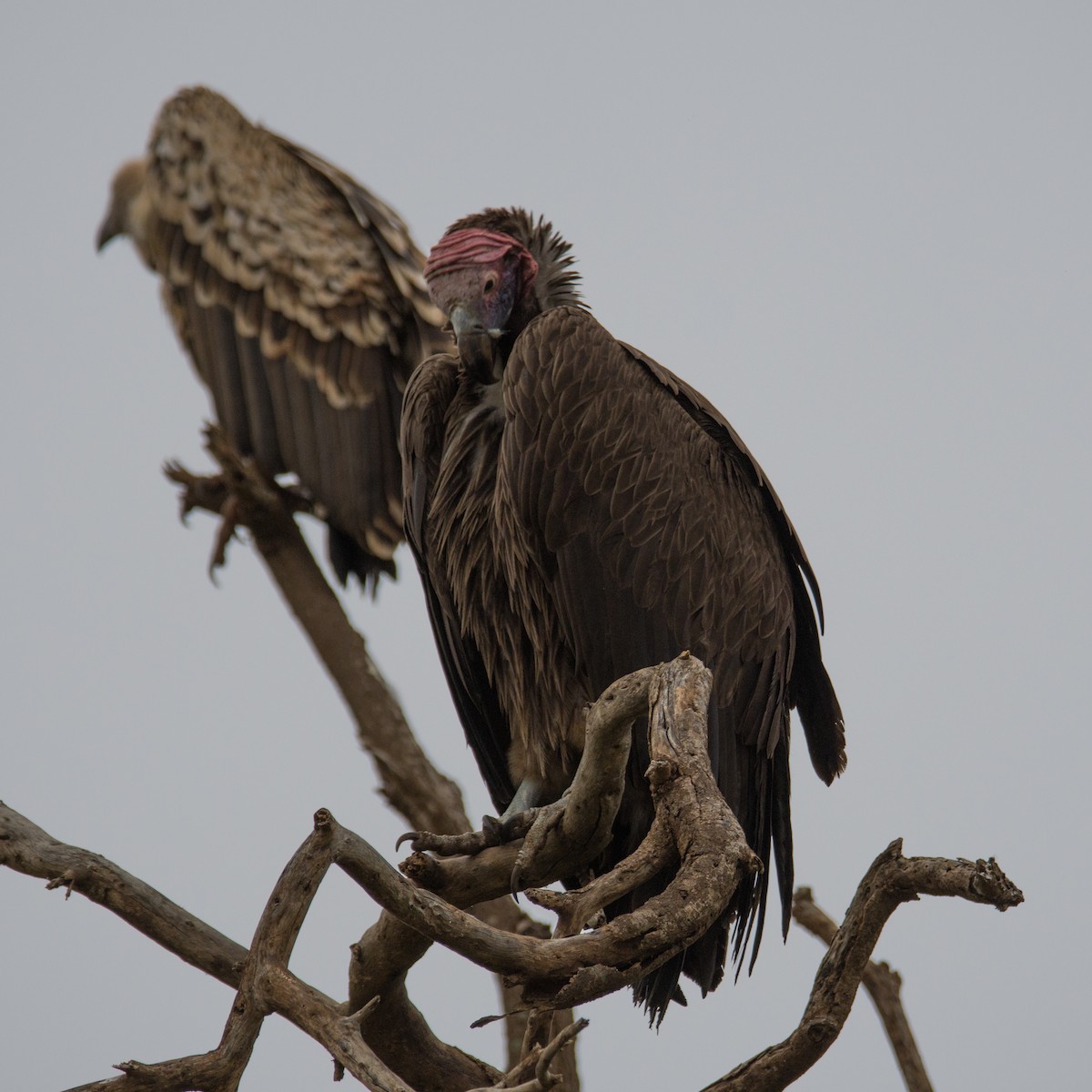 Lappet-faced Vulture - ML357550901