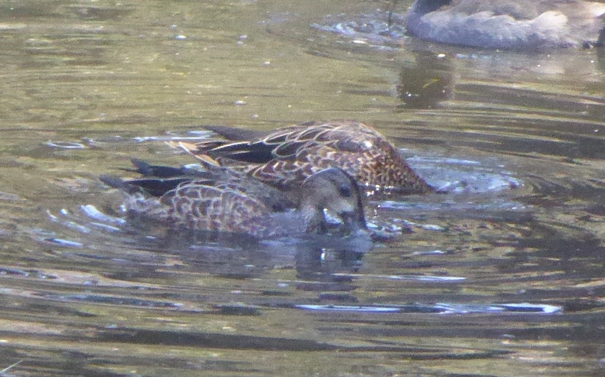 Blue-winged Teal - Mark Holmgren