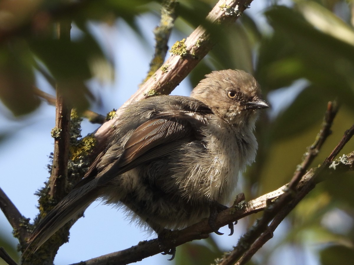 Bushtit - Justin Flint