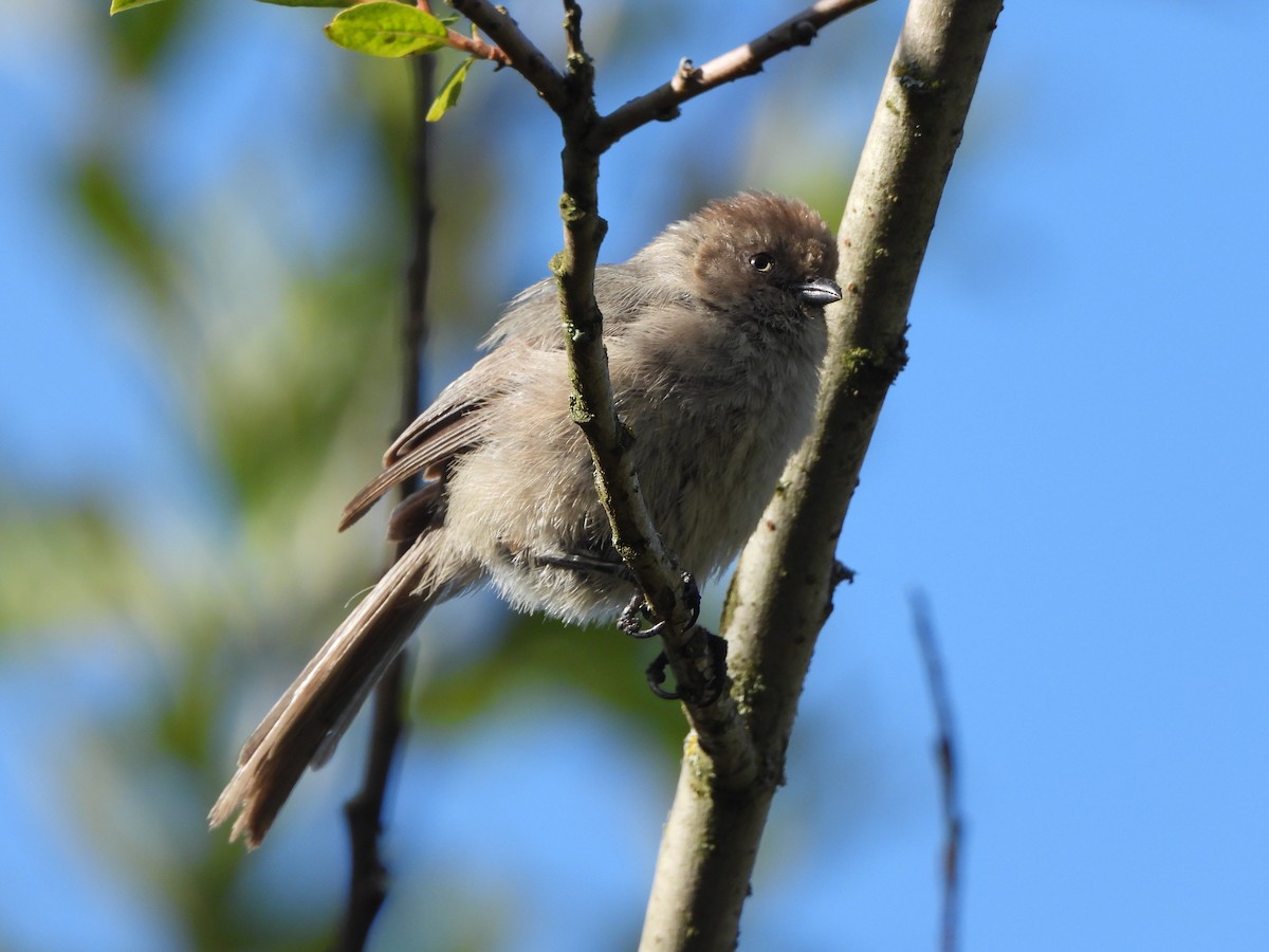 Bushtit - Justin Flint